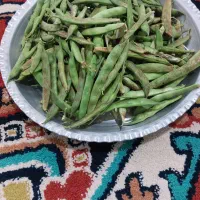 لوبیا چیتی سبز تازه