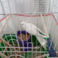 عروس آلبینو نر سخنگو