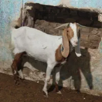 برشیری