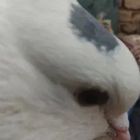 کبوتر طوقی|پرنده|سراوان, |دیوار