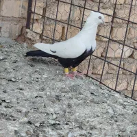 دم‌سیاه نر سربندی|پرنده|شیراز, ارم|دیوار
