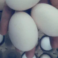 تخم مرغ  محلی نطفه دار