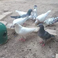عشقبازها