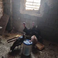 بوقلمون