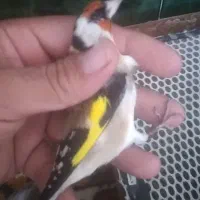 سهره درشت نروماده|پرنده|تبریز, |دیوار