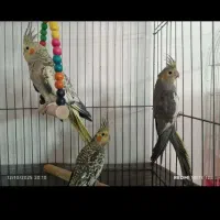 عروس هلندی|پرنده|محمدشهر, محمدشهر|دیوار