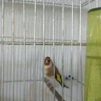 سهره نرو ماده مست|پرنده|سنندج, |دیوار