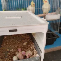 عروس هلندی باجوجه وقفس،خنداب|پرنده|ملایر, |دیوار