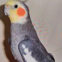 عروس هلندی گم شده