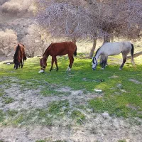 توله یا سگ نگهبان لازم دارم ذات خوب