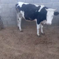 فروش نوبر سمینتال خالص  گاو  گوساله|حیوانات مزرعه|سده (فارس), |دیوار