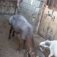 گوسفند|حیوانات مزرعه|دینور, |دیوار