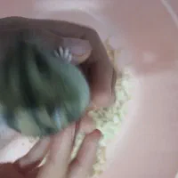 همستر کمپل نر