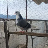 کفتر پرشی