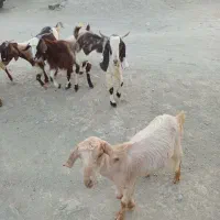 فروشی نری دو رگه|حیوانات مزرعه|بشاگرد, |دیوار