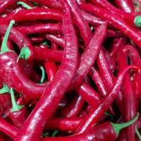 فروش فلفل قرمز شیرین جهت ادویه پابریکا