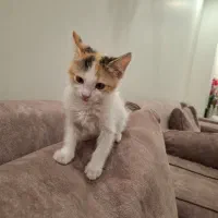 یک بچه گربه دو ماهه ماده بسیار بازیگوش وبغلی