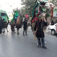 شتر لوک سفید مهاری افساری سواری آرام واهلی