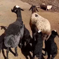 2 راس میش دقلوزاه