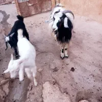 ۱۰راس بز نژاد گلچین دوقلو کردی|حیوانات مزرعه|هلیلان, |دیوار