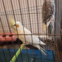 یک جفت عروس هلندی