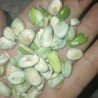پسته شما را خریداریم