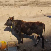 گاو آبستن 8ماه|حیوانات مزرعه|فراغی, |دیوار