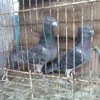 دو عدد نر کاکلی|پرنده|بیرجند, |دیوار