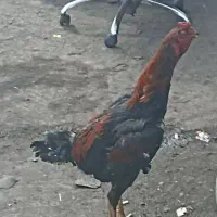 مرغ خروس