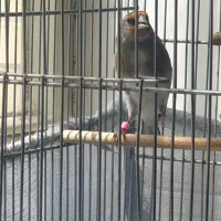 سهره کرمانی سهره رسمی جوجه قفس