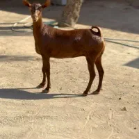 حیوون قشنگ|حیوانات مزرعه|طبس, |دیوار