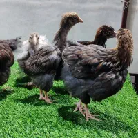 جوجه ۴۵ روزه ویاندوت|حیوانات مزرعه|تهران, تهرانسر غربی|دیوار