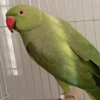 طوطی ملنگو ماده|پرنده|رشت, پل تالشان|دیوار