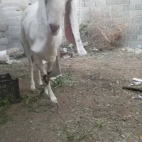 بزه|حیوانات مزرعه|بندر دیر, |دیوار