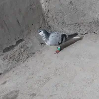 کفتر و موتور