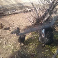 بوقلمون نر شش ماهه