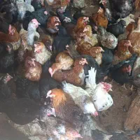 مرغ حلی|حیوانات مزرعه|دهبکری, |دیوار