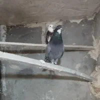 کفتر گوره سبز