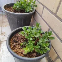 نعناع ، زنبق و گیاهان آپارتمانی