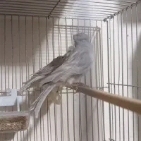 قناری رنگ خاص و کمیاب جفت|پرنده|کرمان, |دیوار