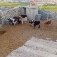 گوساله نر گاو سفید یاسوج|حیوانات مزرعه|تهران, فلسطین (میدان انقلاب)|دیوار