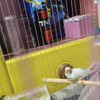 فنچ نر سالم سرحال|پرنده|سیرجان, |دیوار