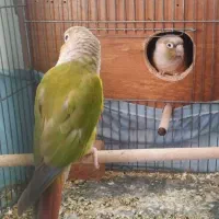 گرینچیک گرین چیک جفت با تعیین جنسیت|پرنده|قم, بنیاد|دیوار