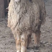 بره قوچی درجه یک|حیوانات مزرعه|شیراز, شریف‌آباد|دیوار