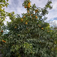 نارنج|خوردنی و آشامیدنی|لاهیجان, بازکیاگوراب|دیوار