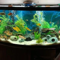 طراحی نصب آکواریوم پلنت آبنما تضمینی|ماهی|مشهد, نیروی هوایی|دیوار