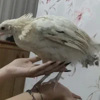 جوجه مرغ و خروس محلی دستی