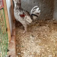فروش دو عدد نیمچه خروس و بوقلمون