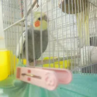 عروس هلندی جفت|پرنده|اصفهان, شهرک شهید منتظری|دیوار