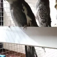 ۳جفت عروس هلندی مولد واقعی ضمانتی|پرنده|کرمان, |دیوار